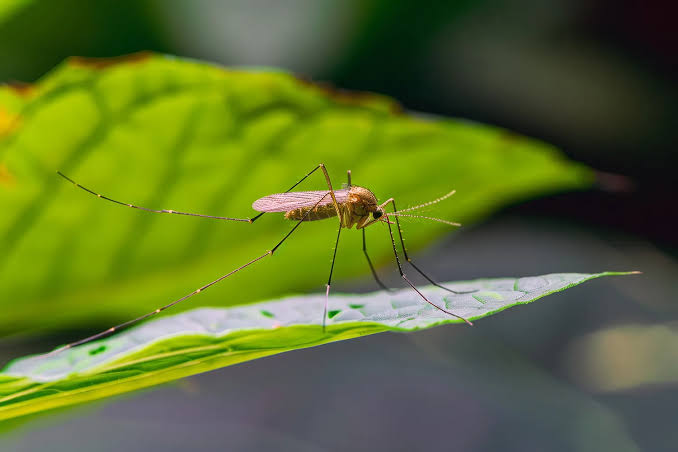 Do Citronella, Traps, and Yard Sprays Really Help Reduce Mosquitoes?