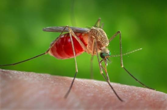How Mosquito Inspection and Yard Assessment Works