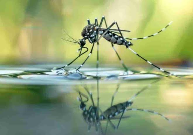 How Often Should Mosquito Control Be Applied?