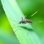 Mosquito Control Service Near Me What to Expect When You Request a Quote