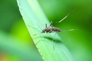 Mosquito Control Service Near Me: What to Expect When You Request a Quote