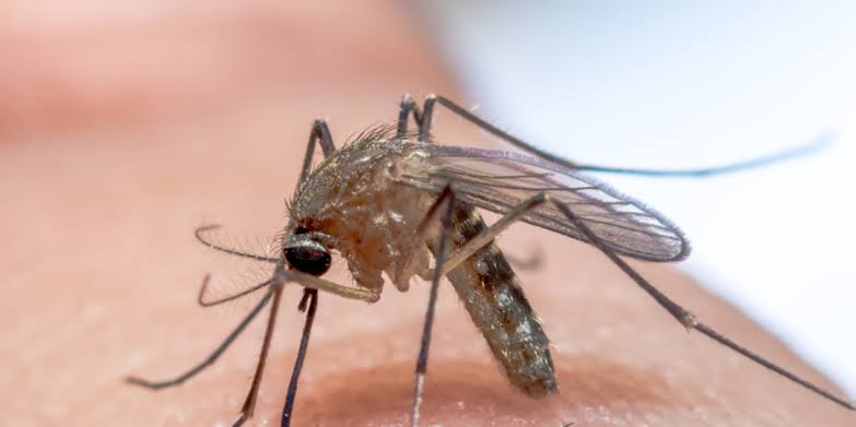 Mosquito Control Service Pricing and Packages: The Complete Guide
