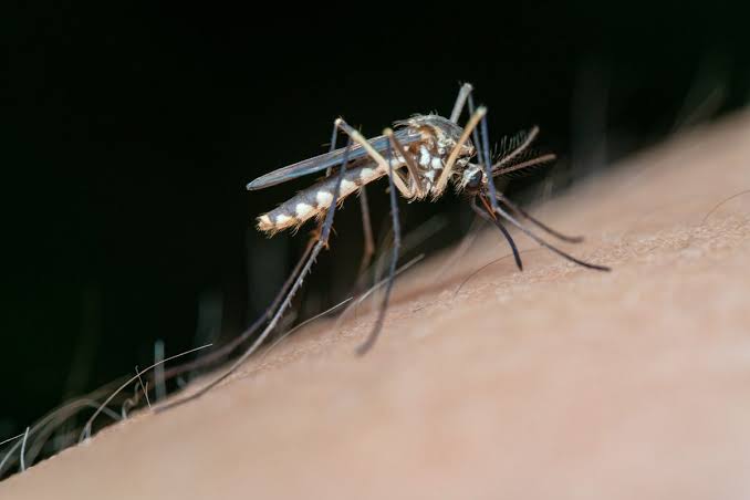 Mosquito Health Risks and Service Trust — The Complete Guide