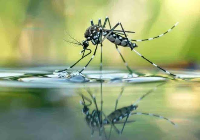 Mosquito Inspection, Treatment, and Recurring Service Process: The Complete Guide