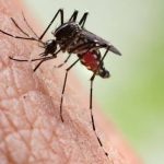 Mosquito Treatment Plans Explained Monthly, Seasonal, and One-Time Service