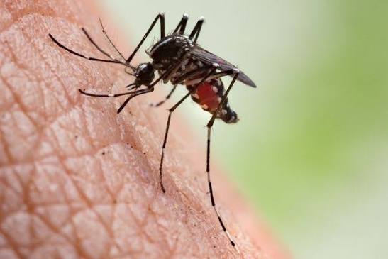 Mosquito Treatment Plans Explained: Monthly, Seasonal, and One-Time Service