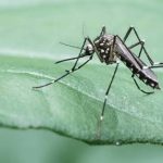 Signs You Need Professional Mosquito Control Instead of DIY