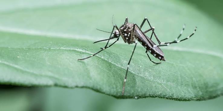 Signs You Need Professional Mosquito Control Instead of DIY