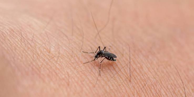What Is Included in a Professional Mosquito Control Service?