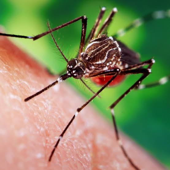 What Mosquitoes Can Do to Humans and Pets