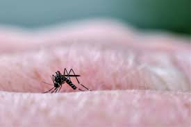 Where Mosquitoes Breed in a Yard and How to Find the Source