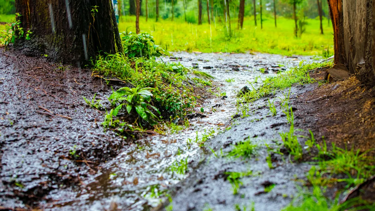 Mosquito Control After Heavy Rain: What Changes When the Yard Gets Saturated? Rain runoff flowing through muddy ground