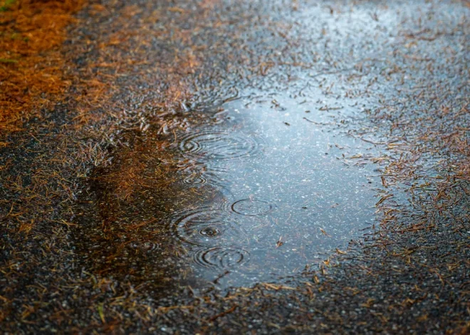 Mosquito Control After Heavy Rain