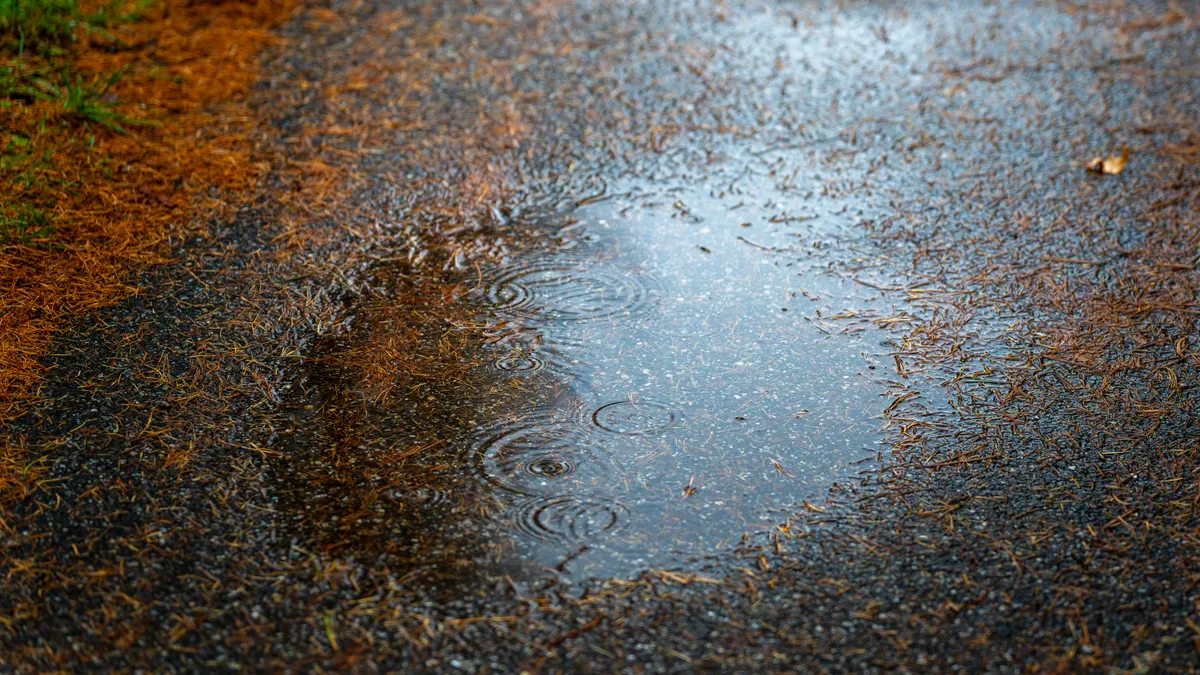 Mosquito Control After Heavy Rain: What Changes When the Yard Gets Saturated? Standing puddle on pavement with raindrops