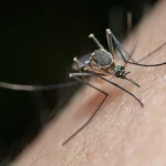 Close-up of a mosquito biting skin