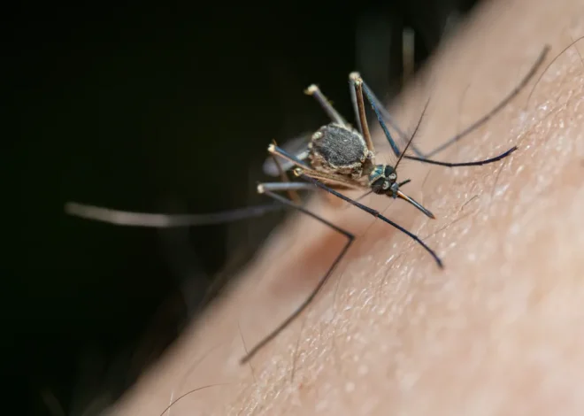 Mosquito Control for New Construction Yards