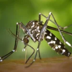 Mosquito feeding on skin