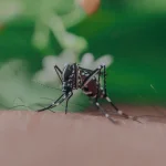 Mosquito biting human skin in close-up